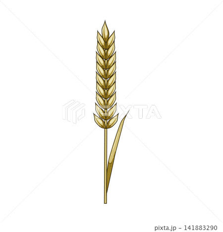 Golden cereal crop grain symbolizing harvest and agriculture Golden cereal crop grain symbolizing harvest and agriculture 141883290