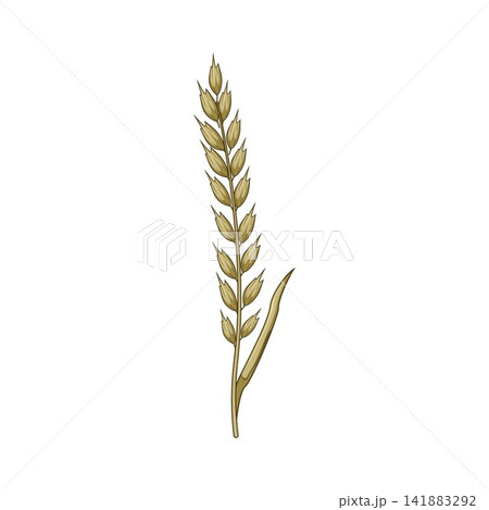 Cereal grain ear illustration symbolizing harvest and nature Cereal grain ear illustration symbolizing harvest and nature 141883292