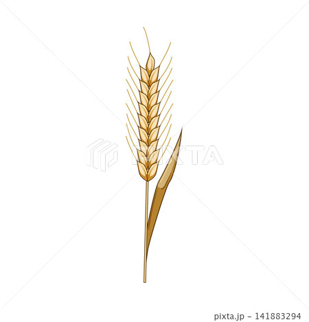 Golden wheat rye cereal grain agriculture plant 141883294