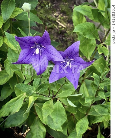 緑の葉を背景に美しく並んで咲く鮮やかな紫色のキキョウの花 緑の葉を背景に美しく並んで咲く鮮やかな紫色のキキョウの花 141883614