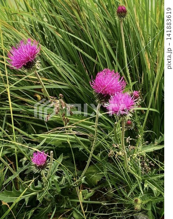 スイス・アルプスの高山草原に咲く鮮やかなアザミの花 141883619