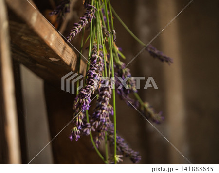 Bunch of lavender flowers hanging in dark room for drying Bunch of lavender flowers hanging in dark room for drying 141883635