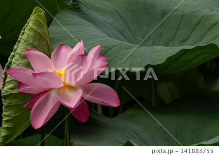 大きなハスの葉とピンクの蓮の花 大きなハスの葉とピンクの蓮の花 141883755
