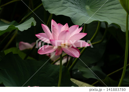 緑のハスの葉に囲まれて咲くピンクの蓮の花 緑のハスの葉に囲まれて咲くピンクの蓮の花 141883780