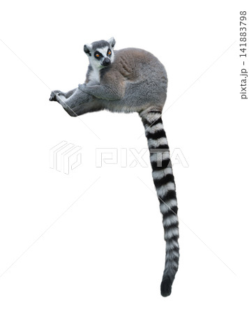 lemur isolated on white background lemur isolated on white background 141883798