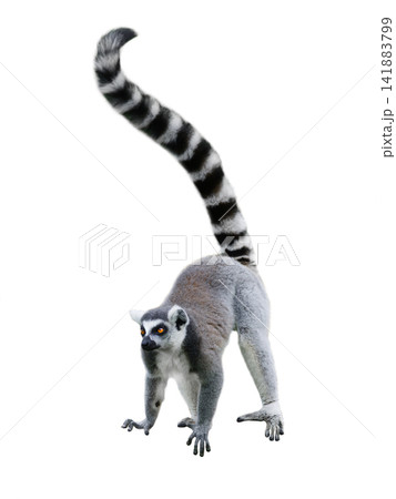 lemur isolated on white background lemur isolated on white background 141883799