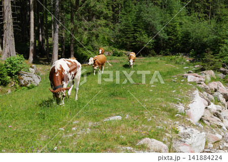 Livestock grazing in forest valley representing sustainable agriculture and ecological adaptation. Livestock grazing in forest valley representing sustainable agriculture and ecological adaptation. 141884224