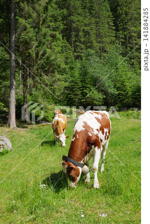 Cattle feeding near woodland river demonstrating sustainable agriculture and pasture ecology. 141884285