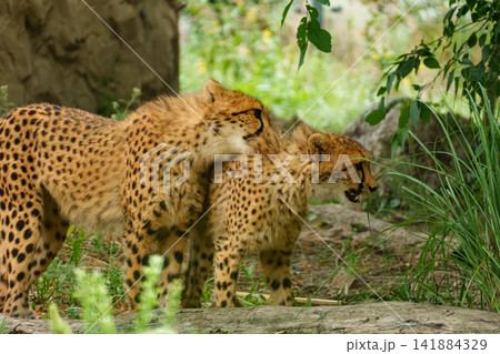 Young cheetahs Acinonyx playing together representing juvenile interaction and growth behavior. Young cheetahs Acinonyx playing together representing juvenile interaction and growth behavior. 141884329