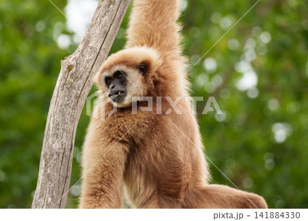White handed gibbon hanging on tree branch representing arboreal locomotion and primate adaptation. White handed gibbon hanging on tree branch representing arboreal locomotion and primate adaptation. 141884330