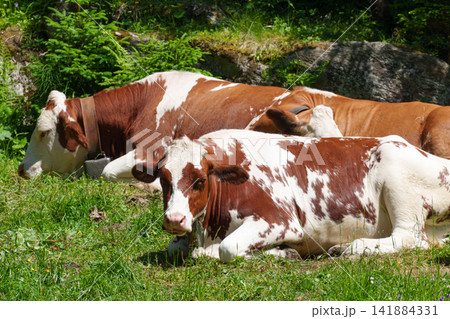 Cows near woodland fence demonstrating sustainable agriculture and forest edge pasture ecology. Cows near woodland fence demonstrating sustainable agriculture and forest edge pasture ecology. 141884331