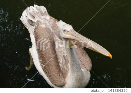 Pelican Pelecanus crispus observing surroundings representing curiosity in avian species. Pelican Pelecanus crispus observing surroundings representing curiosity in avian species. 141884332