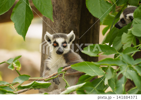 Lemur watching surroundings representing primate awareness and forest habitat observation. Lemur watching surroundings representing primate awareness and forest habitat observation. 141884371