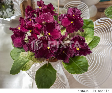 Blooming African violet with burgundy petals and green leaves in decorative pot on a table 141884817