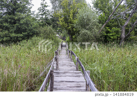 Wooden boardwalk path through tall reeds in wetland park Wooden boardwalk path through tall reeds in wetland park 141884819