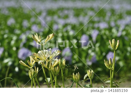 ホテイアオイの花畑の脇に咲く白いヒガンバナ ホテイアオイの花畑の脇に咲く白いヒガンバナ 141885150