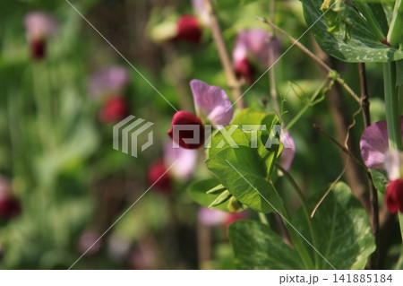 サヤエンドウの花 サヤエンドウの花 141885184