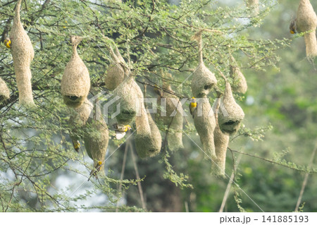 Nest of Bird, Baya Weaver in India(キムネコウヨウジャクの巣) Nest of Bird, Baya Weaver in India(キムネコウヨウジャクの巣) 141885193