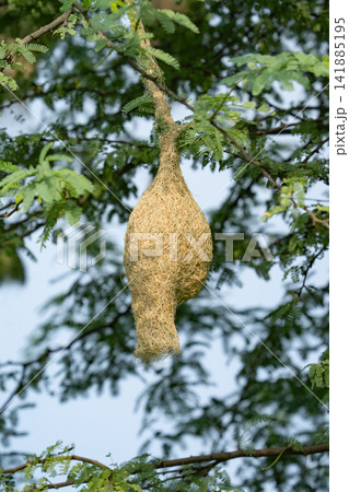 Nest of Bird, Baya Weaver in India(キムネコウヨウジャクの巣) Nest of Bird, Baya Weaver in India(キムネコウヨウジャクの巣) 141885195