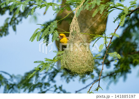 Nest of Bird, Baya Weaver in India(キムネコウヨウジャクの巣) Nest of Bird, Baya Weaver in India(キムネコウヨウジャクの巣) 141885197