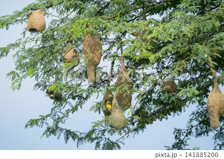 Nest of Bird, Baya Weaver in India(キムネコウヨウジャクの巣) Nest of Bird, Baya Weaver in India(キムネコウヨウジャクの巣) 141885200