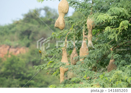 Nest of Bird, Baya Weaver in India(キムネコウヨウジャクの巣) Nest of Bird, Baya Weaver in India(キムネコウヨウジャクの巣) 141885203