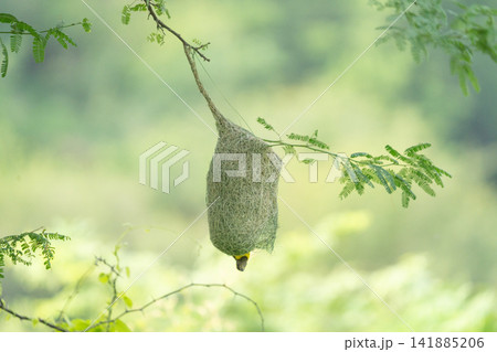 Nest of Bird, Baya Weaver in India(キムネコウヨウジャクの巣) Nest of Bird, Baya Weaver in India(キムネコウヨウジャクの巣) 141885206
