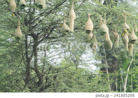 Nest of Bird, Baya Weaver in Haryana, India Nest of Bird, Baya Weaver in Haryana, India 141885208