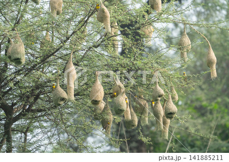 Nest of Bird, Baya Weaver in India(キムネコウヨウジャクの巣) Nest of Bird, Baya Weaver in India(キムネコウヨウジャクの巣) 141885211
