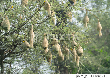 Nest of Bird, Baya Weaver in India（キムネコウヨウジャクの巣） 141885215