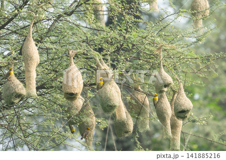 インドで見られる鳥「キムネコウヨウジャク」の巣(Nest of Bird, Baya Weaver) インドで見られる鳥「キムネコウヨウジャク」の巣(Nest of Bird, Baya Weaver) 141885216