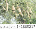 Nest of Bird, Baya Weaver in India（キムネコウヨウジャクの巣） 141885217