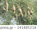 Nest of Bird, Baya Weaver in India（キムネコウヨウジャクの巣） 141885218