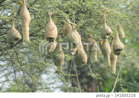 Nest of Bird, Baya Weaver in India(キムネコウヨウジャクの巣) Nest of Bird, Baya Weaver in India(キムネコウヨウジャクの巣) 141885218