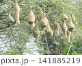 Nest of Bird, Baya Weaver in India（キムネコウヨウジャクの巣） 141885219