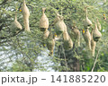 Nest of Bird, Baya Weaver in India（キムネコウヨウジャクの巣） 141885220