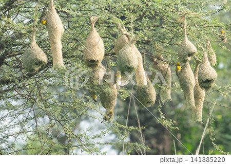 Nest of Bird, Baya Weaver in India(キムネコウヨウジャクの巣) Nest of Bird, Baya Weaver in India(キムネコウヨウジャクの巣) 141885220