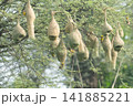 Nest of Bird, Baya Weaver in India（キムネコウヨウジャクの巣） 141885221
