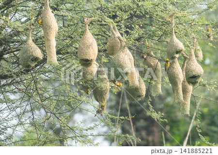 Nest of Bird, Baya Weaver in India（キムネコウヨウジャクの巣） 141885221