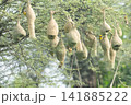 Nest of Bird, Baya Weaver in India（キムネコウヨウジャクの巣） 141885222