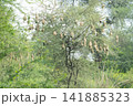 Nest of Bird, Baya Weaver in India（キムネコウヨウジャクの巣） 141885323