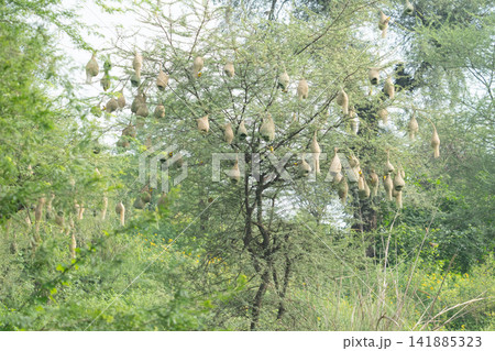 Nest of Bird, Baya Weaver in India（キムネコウヨウジャクの巣） 141885323