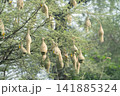 Nest of Bird, Baya Weaver in India（キムネコウヨウジャクの巣） 141885324