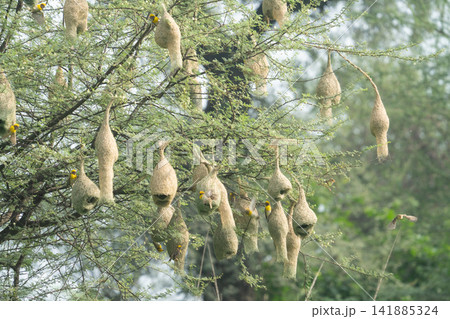 Nest of Bird, Baya Weaver in India(キムネコウヨウジャクの巣) Nest of Bird, Baya Weaver in India(キムネコウヨウジャクの巣) 141885324