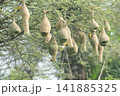 Nest of Bird, Baya Weaver in India（キムネコウヨウジャクの巣） 141885325