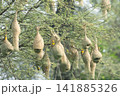 Nest of Bird, Baya Weaver in India（キムネコウヨウジャクの巣） 141885326