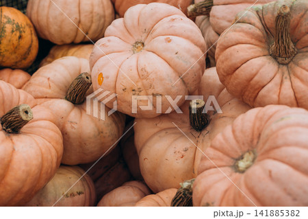 Orange pumpkins in the field for Halloween, fall background Orange pumpkins in the field for Halloween, fall background 141885382