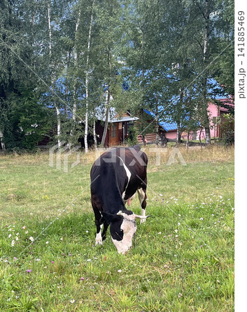 Black and White Cow Grazing in Wildflower Meadow Near Rustic Country Houses 141885469