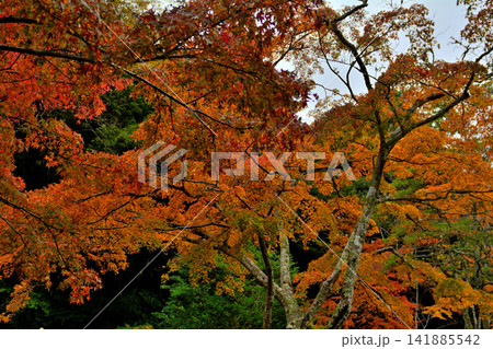 鹿島神宮の紅葉 鹿島神宮の紅葉 141885542