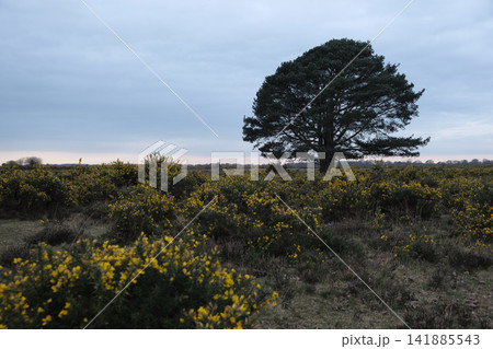 Gorse blossom in New Forest England Gorse blossom in New Forest England 141885543